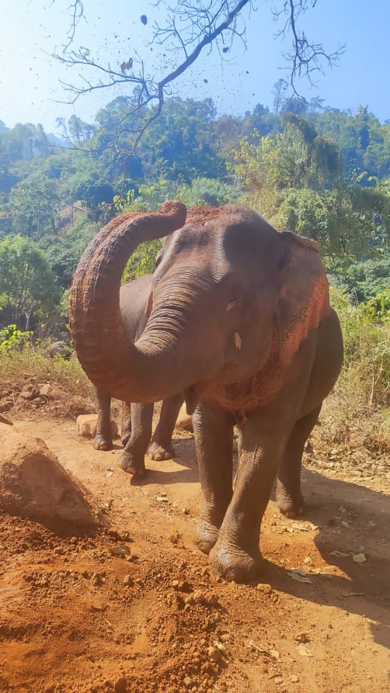 Elefanten Sanctuary